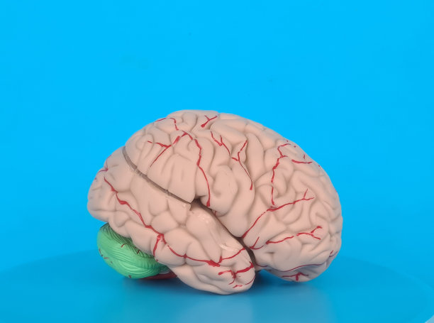 人脑解剖模型的医学概念图片下载