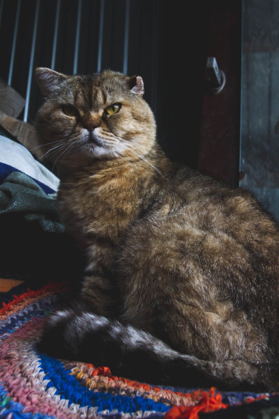 苏格兰猫：折耳苏格兰猫的特写图片下载
