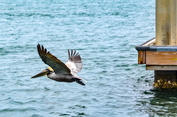 海岸野生动物-鹈鹕图片下载