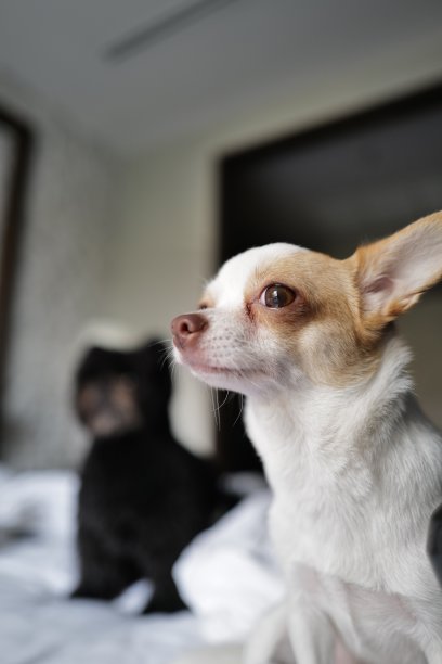 白色和黑色图片下载