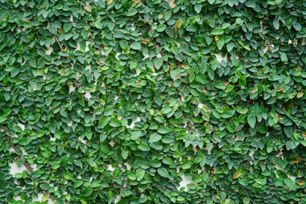 绿色无花果蔓生的常春藤图片下载