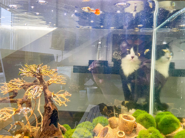 英国恩斯福德的燕尾服猫图片下载