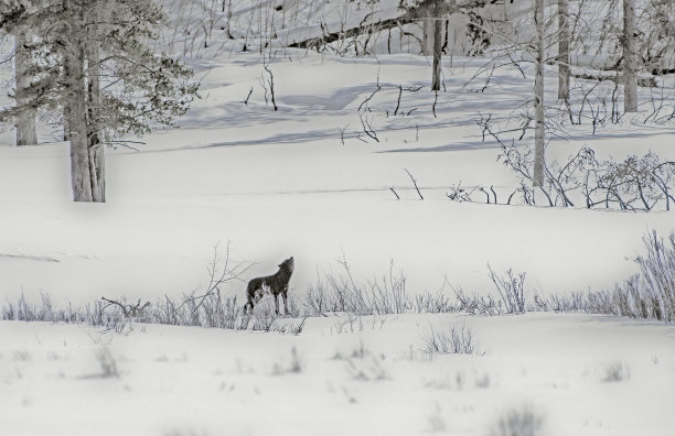 黑色的灰狼嚎叫着寻找他的狼群图片下载