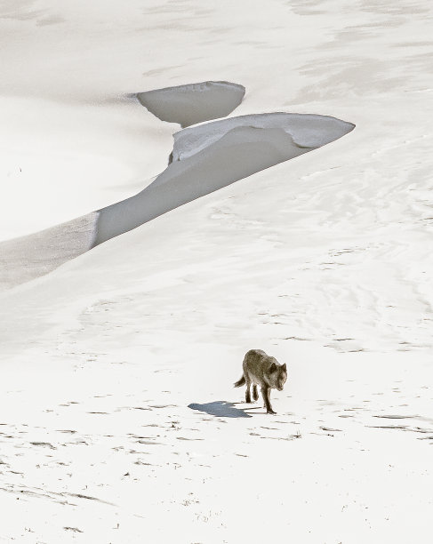 黑色的灰狼在雪地里挣扎图片下载