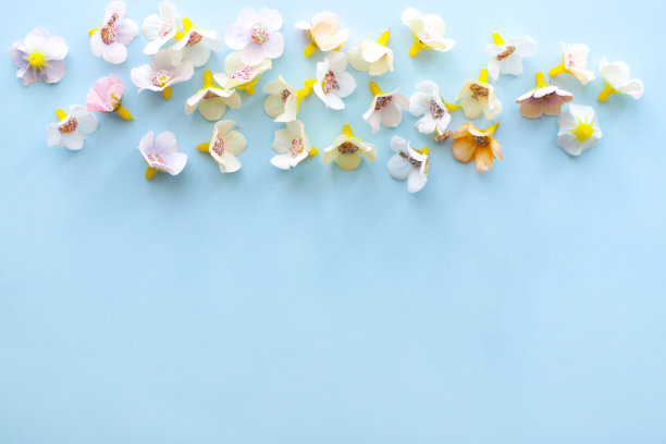 蓝色背景顶部视图上的花的平层图片下载