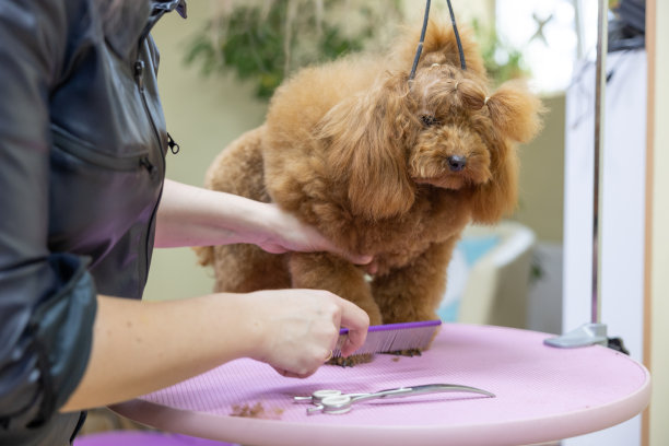 贵宾犬发型。女孩正在梳理狗。宠物美容。宠物在美容院背景上图片下载