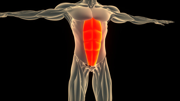 人体肌肉系统躯干肌肉腹直肌解剖图片下载