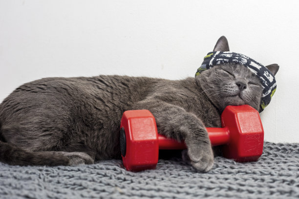 一只裹着运动绷带的猫在锻炼后睡在红色的哑铃上。家庭体育图片下载