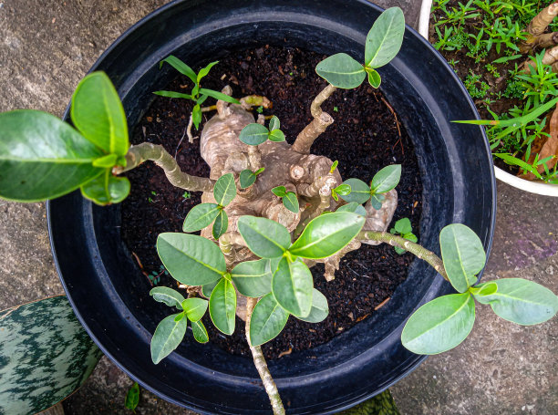 黑锅盆景植物的俯视图照片图片下载