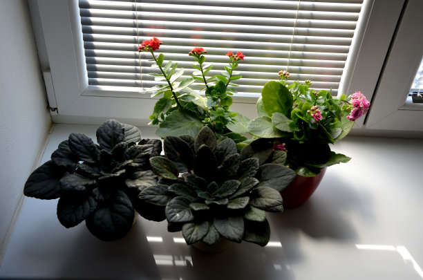 在小花盆里种花。白色的窗户和百叶窗反射大量的光线。因此，花盛开，看起来很新鲜。家居装饰布置图片下载