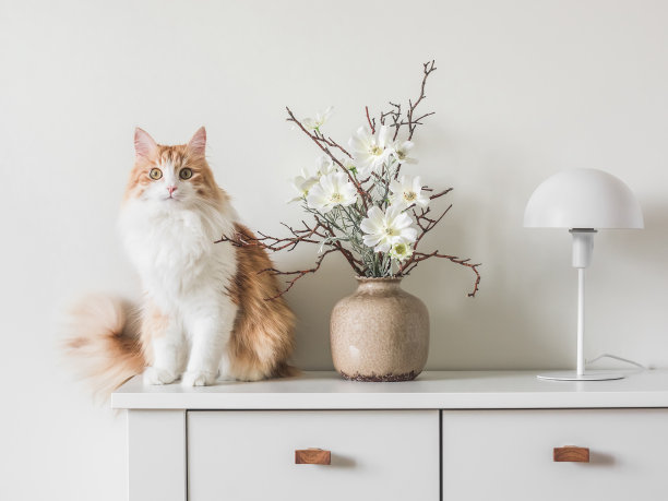 可爱的红猫，陶瓷花瓶里的插花，白色桌子上的白色金属台灯。极简风格的室内装饰图片下载