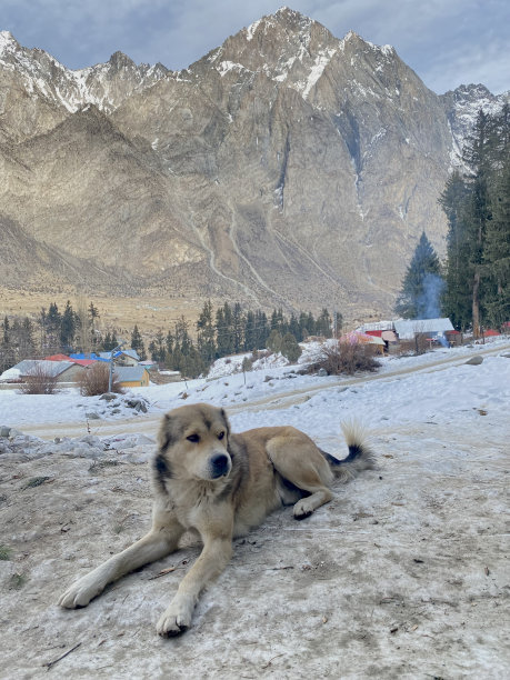 可怜的狗图片下载