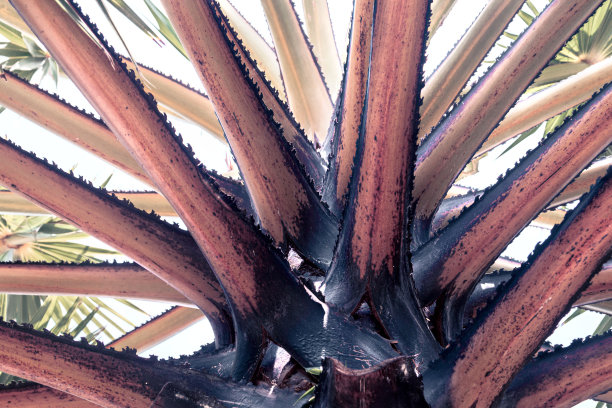 一棵棕榈树的树干和树枝特写。植物几何。图片下载