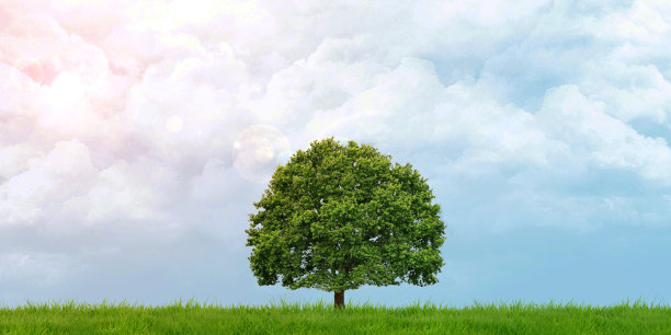 绿色的田野和树木多云的天空，太阳照耀全景3D插图图片下载