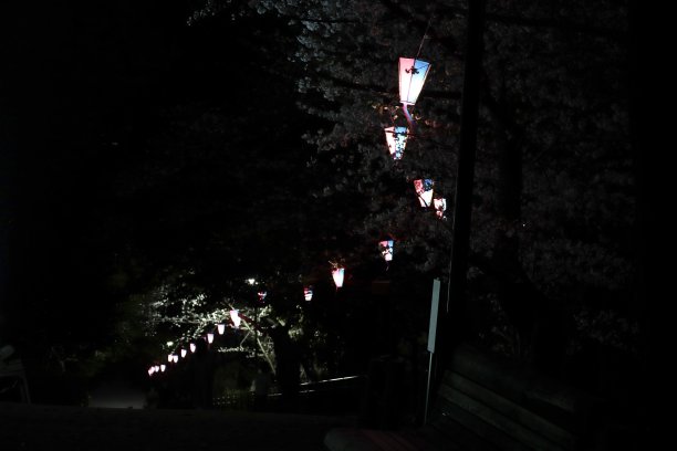 夜间樱花节图片下载