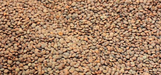 小扁豆图片下载