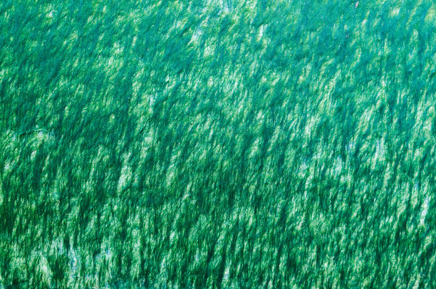 游艇船体上的绿色干藻类特写。图片下载