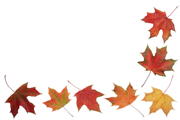 秋天橙色的树叶飘落在白色的背景上图片下载