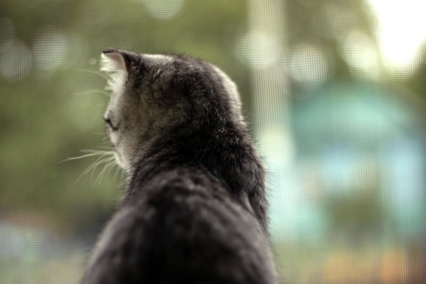 灰色的小猫坐在那里，看着窗外。横向照片一只可爱的小猫从后面，一个孤独的宠物正在等待主人图片下载