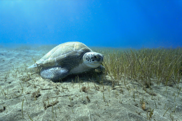 水下和近距离的海龟在海草床上吃东西的照片图片下载