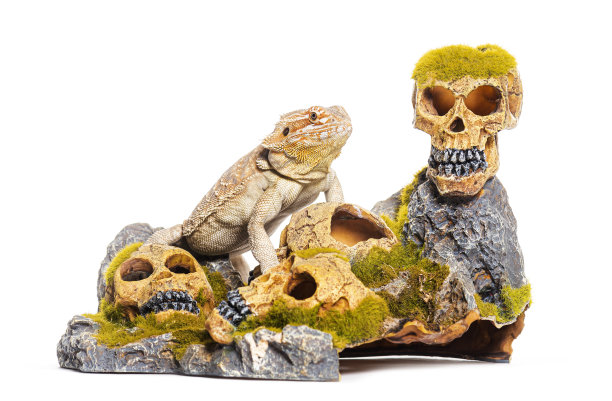 大胡子龙的玻璃箱装饰与头骨，孤立的白色图片下载