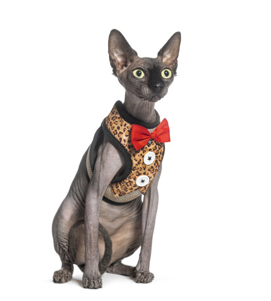 穿着狮身人面像的猫坐着，孤立在白色上图片下载