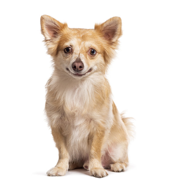 坐着微笑的杂种狗，孤立在白色图片下载