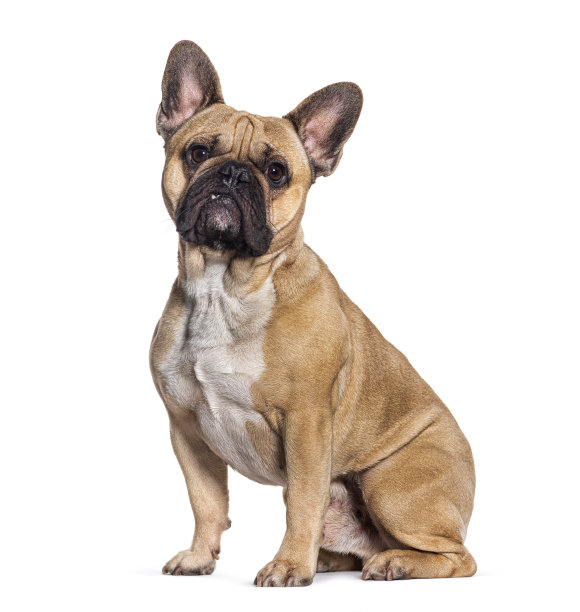 小鹿法国斗牛犬孤立在白色图片下载