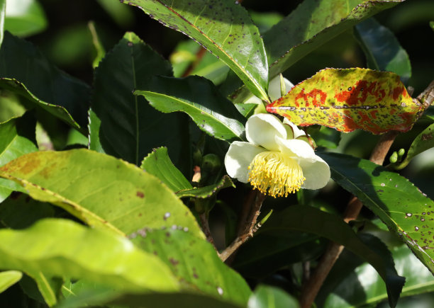 开花茶树在Bois Cheri茶园，毛里求斯，印度洋，非洲图片下载