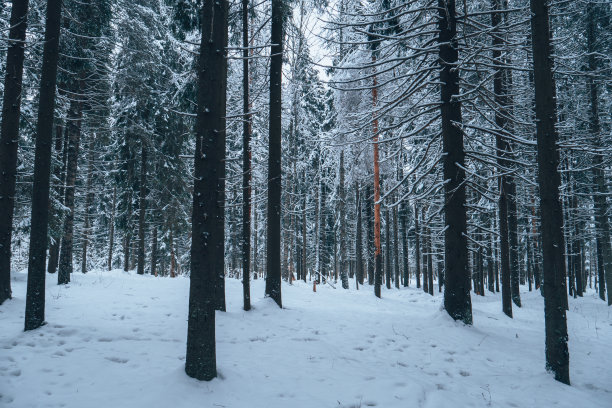 在森林里的许多树中，有一棵树是特别的。图片下载