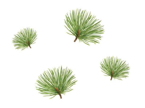 松叶插图的白色背景图片下载