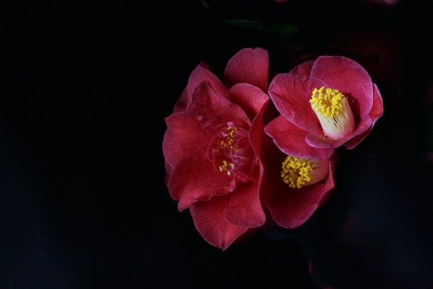 深色背景上有红色的山茶花图片下载