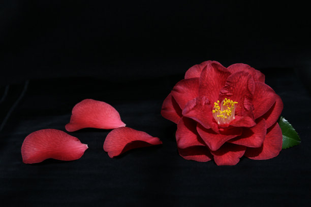 深色背景上有红色的山茶花图片下载