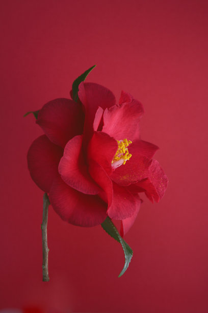 深色背景上有红色的山茶花图片下载