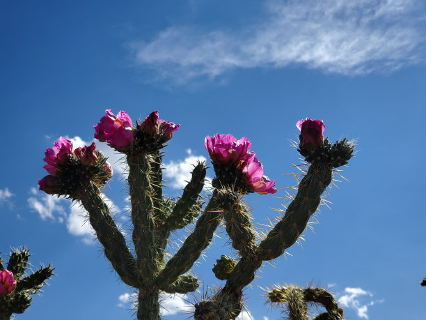 开粉红色花的仙人掌图片下载