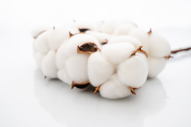 棉花及棉料图片下载