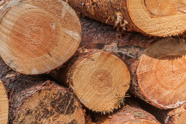 砍伐后带有年轮的松树树干图片下载