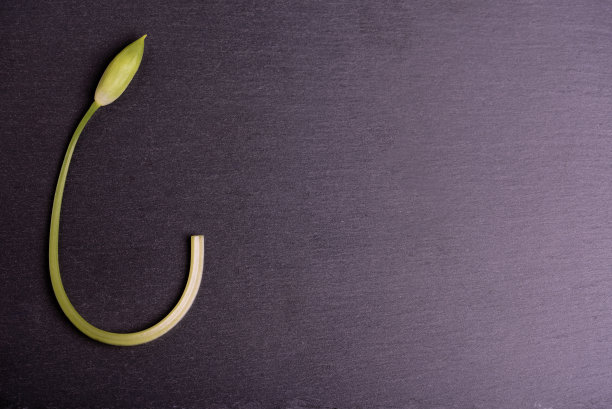 野生大蒜。黑色黑板上的野蒜花。图片下载