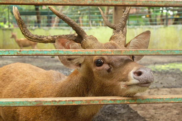 帝汶鹿图片下载