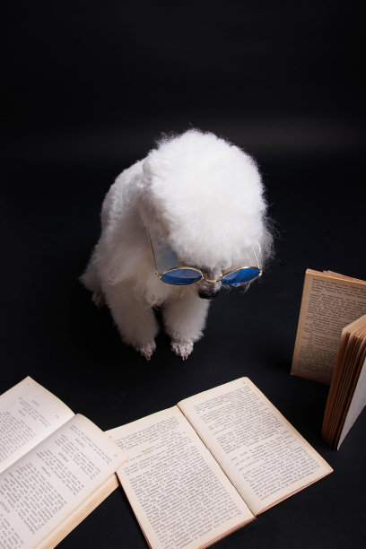 工作室拍摄的白色迷你狮子狗在黑色背景图片下载