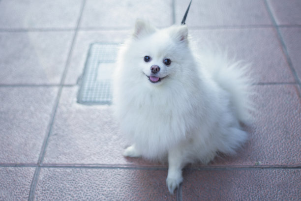 有趣的纯种纯种白色斯皮兹犬系着皮带，坐着，张着嘴看着镜头微笑，选择性聚焦，图片下载