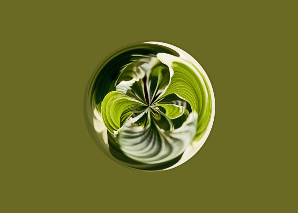 绿玉簪植物抽象设计图片下载