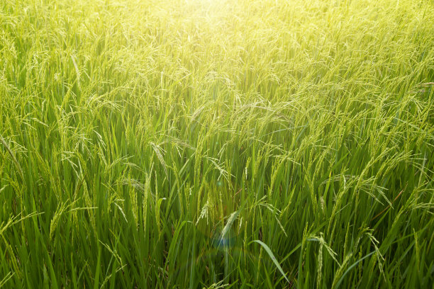 泰国农村的稻田特写。图片下载