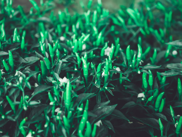 新鲜的天然青椒图片下载