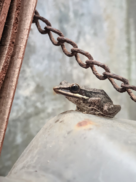 特写:一只灰色斑点池塘蛙站在一个塑料盒的表面，旁边是一条生锈的铁链图片下载