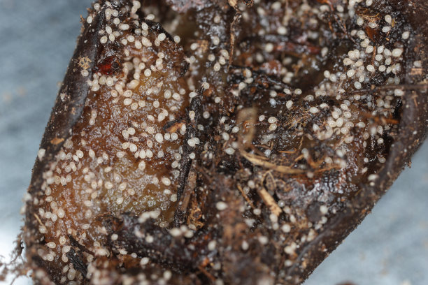 香蕉果腐烂，被螨虫蛀蚀。图片下载