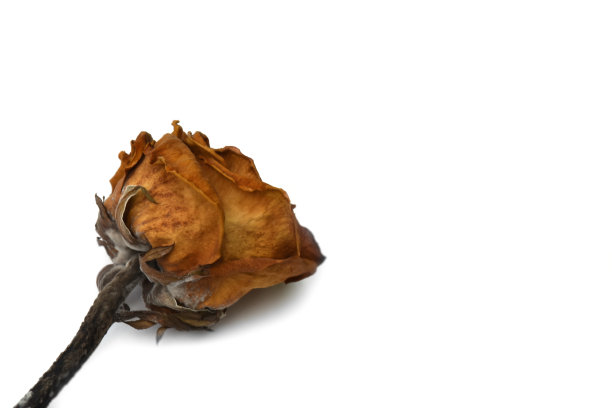 死玫瑰花孤立在白色背景上。图片下载