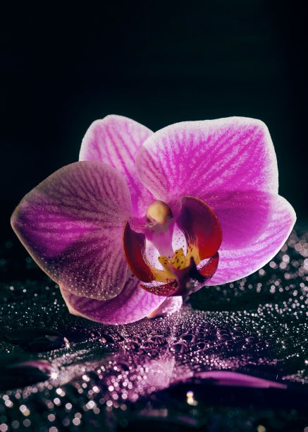 鲜艳的紫色兰花坐落在黑暗潮湿的表面上图片下载