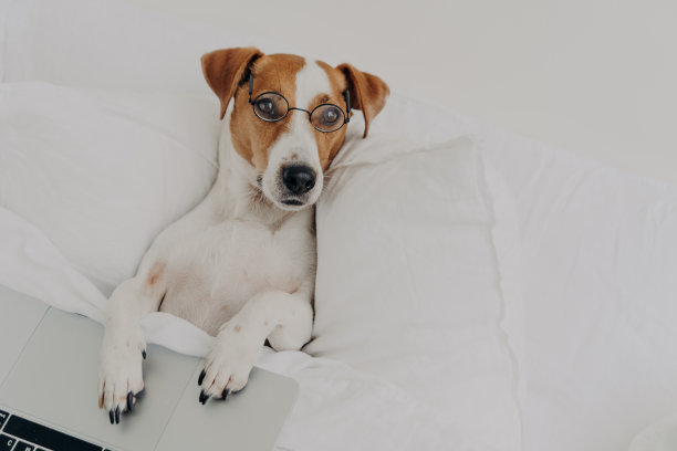 轻松聪明的杰克罗素梗狗戴着透明眼镜，用笔记本电脑工作，呆在卧室里，在家使用无线网络，看起来很聪明。家畜概念图片下载