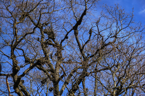 美妙的蓝天和树与许多生长在树冠细节图片下载
